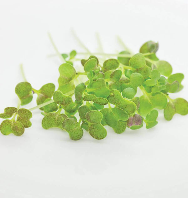Microgreen Mustard Seeds MG556-1