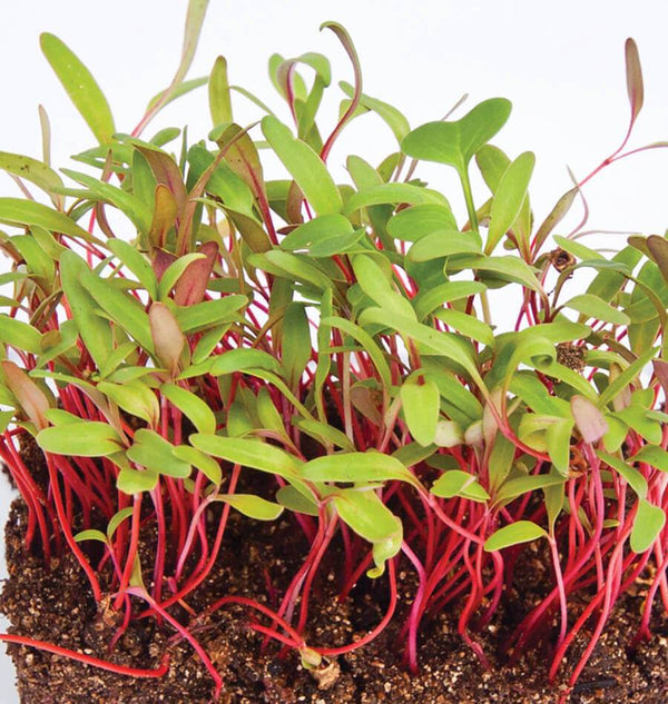 MIcrogreens Swiss Chard Seeds MG758-1