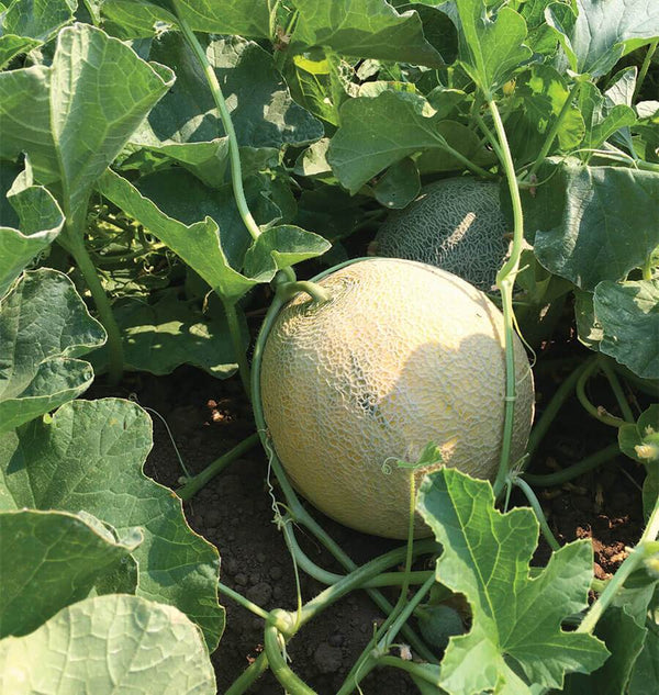 Divergent Organic Melon Seeds