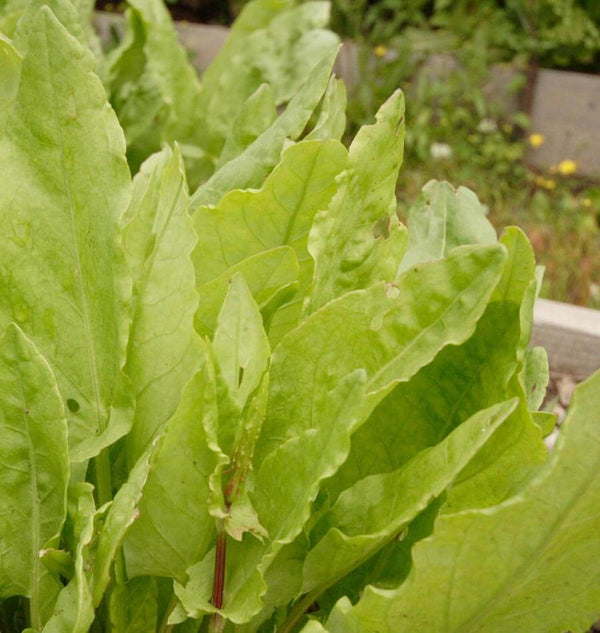 Large Leaf Organic Sorrel