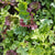 West Coast Market Mix