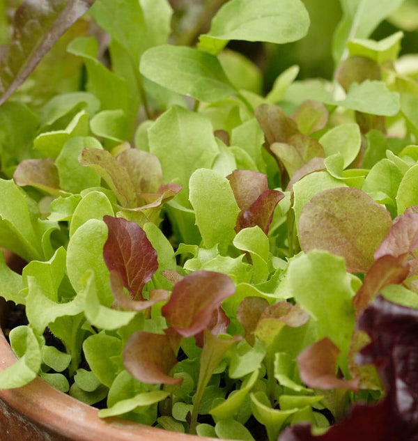 West Coast Market Mix