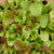 West Coast Market Mix