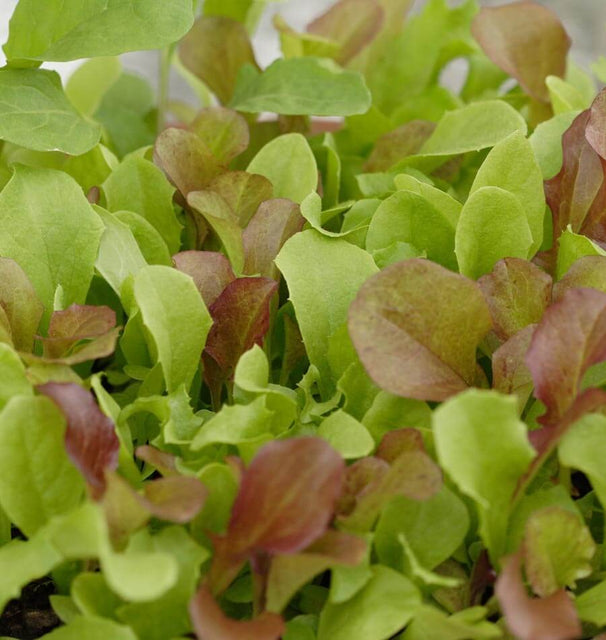 West Coast Market Mix
