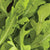 Wildfire Arugula Seeds MS490-1