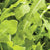 Wildfire Arugula