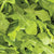 Wildfire Arugula Seeds MS490-3
