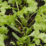 Peppergrass Curly Cress