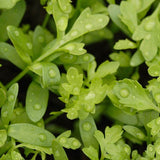 Peppergrass Curly Cress