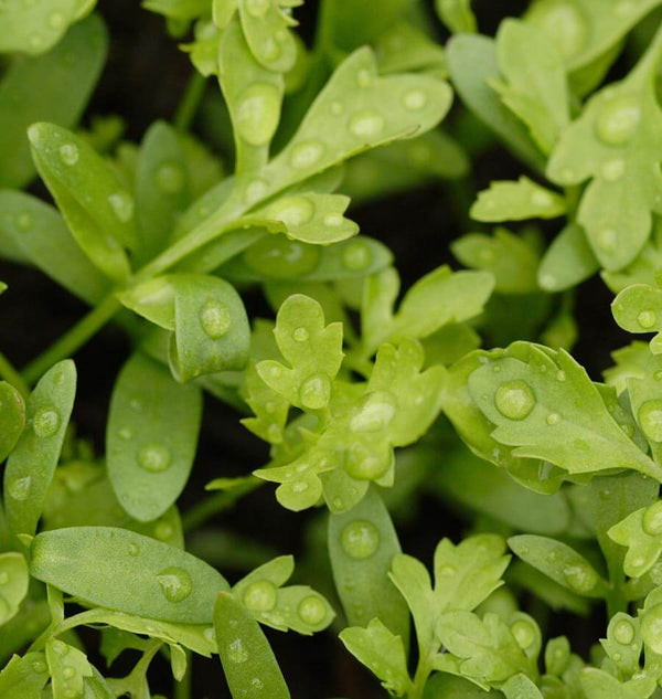 Peppergrass Curly Cress