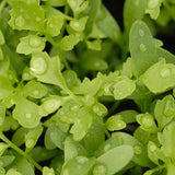 Peppergrass Curly Cress