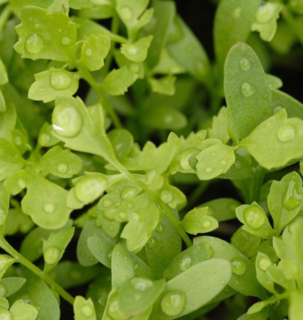Peppergrass Curly Cress