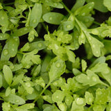 Peppergrass Curly Cress