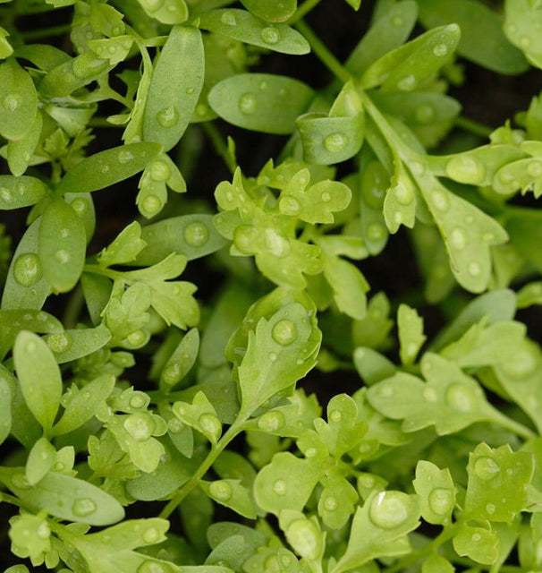 Peppergrass Curly Cress