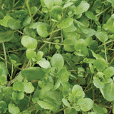 True Watercress