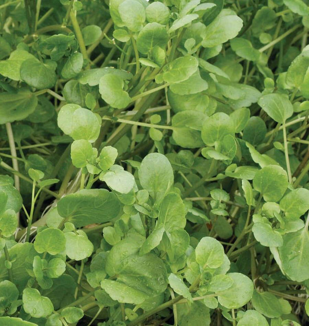 True Watercress