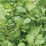 True Watercress