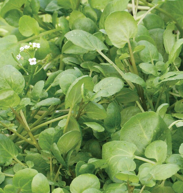 True Watercress