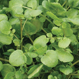 True Watercress