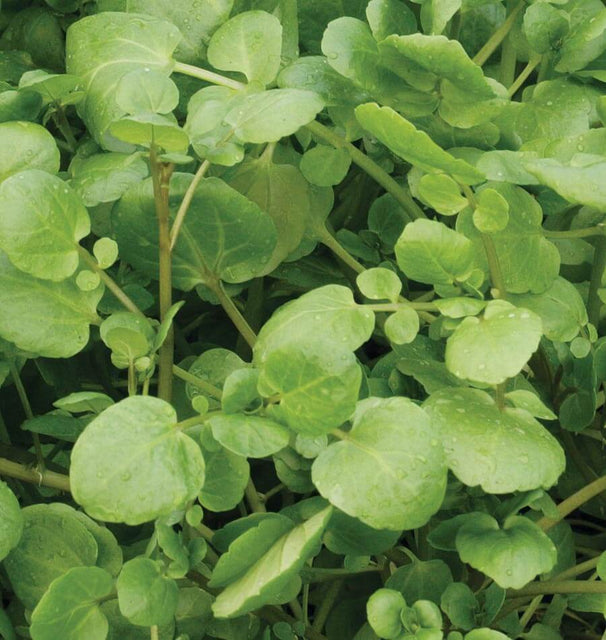 True Watercress