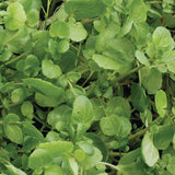 True Watercress