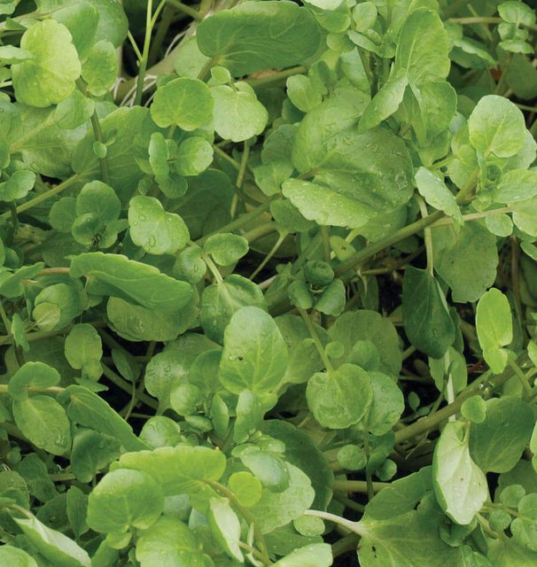True Watercress