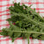 Italian Dandelion