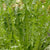 Italian Dandelion