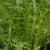 Italian Dandelion
