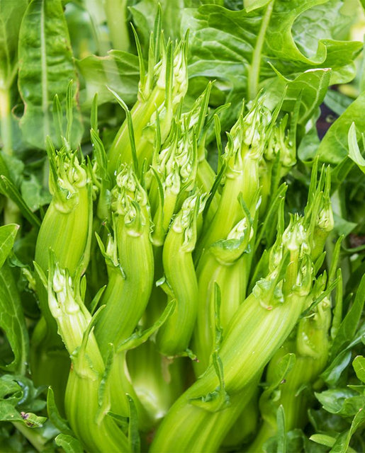 Puntarelle Asparagus Chicory Seeds