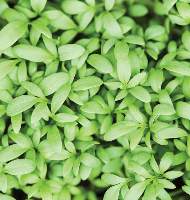 Persian Cress Organic Seeds