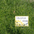 Salsola Seeds