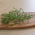 Salsola