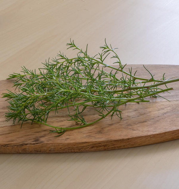Salsola