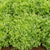 Benefine Organic Endive Seeds