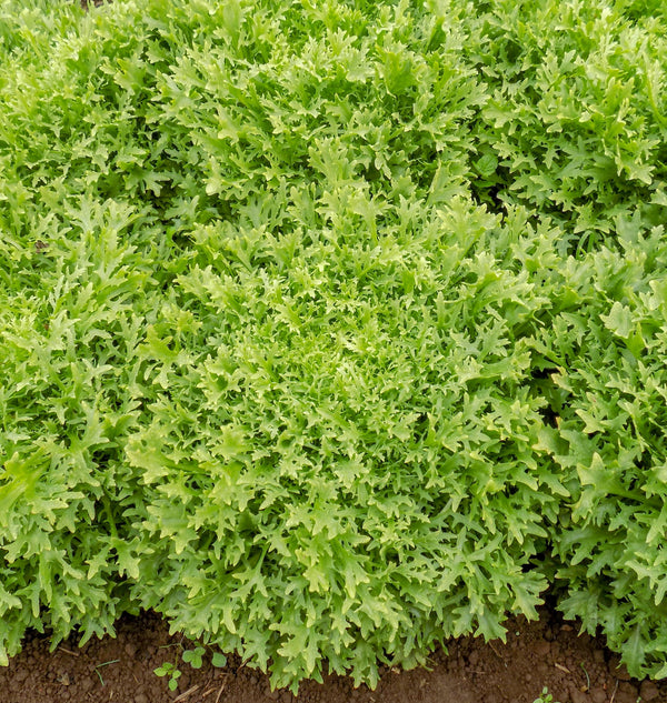 Benefine Organic Endive Seeds