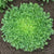 Benefine Organic Endive Seeds