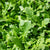 Bellezia Organic