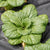 Asian Delight Pac Choi Seeds