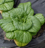 Asian Delight Pac Choi Seeds