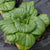 Asian Delight Pac Choi Seeds