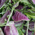 Red Leaf Amaranth Seeds MU519-1