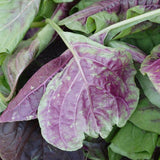 Red Leaf