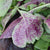 Red Leaf