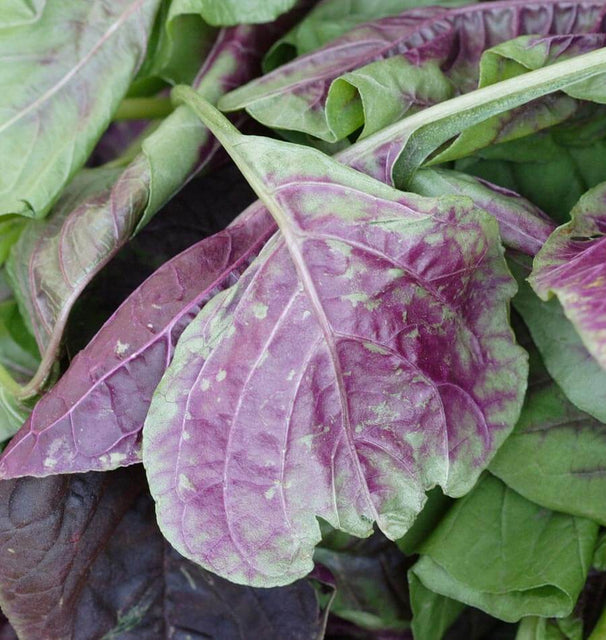 Red Leaf