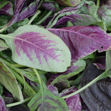 Red Leaf