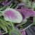 Red Leaf
