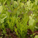 Mustard Greens Blend