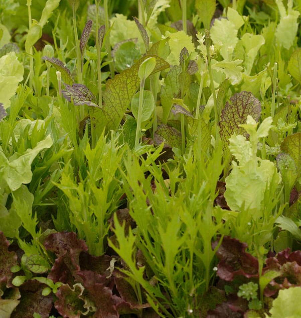 Mustard Greens Blend