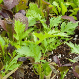 Mustard Greens Blend
